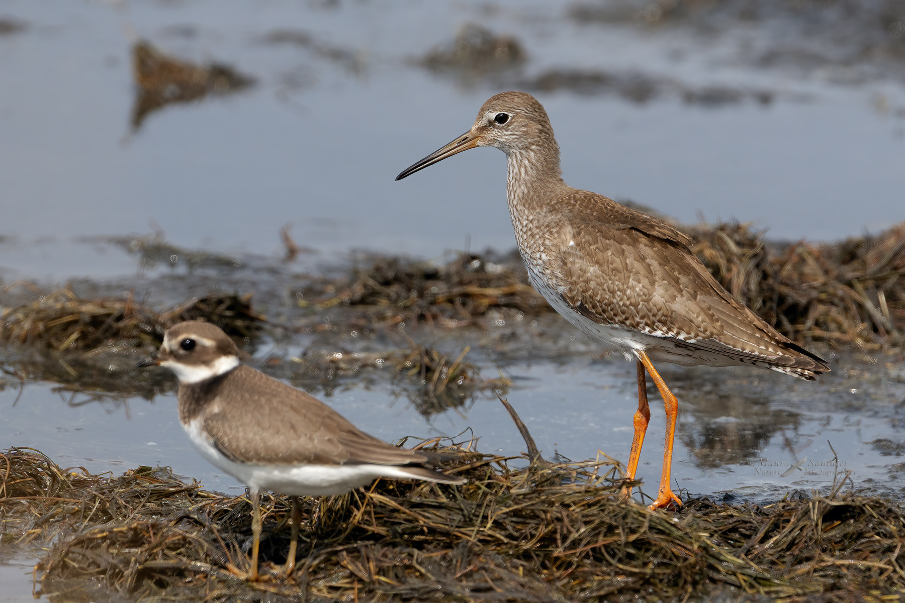 Pettegola-in-compagnia-_DSC00866