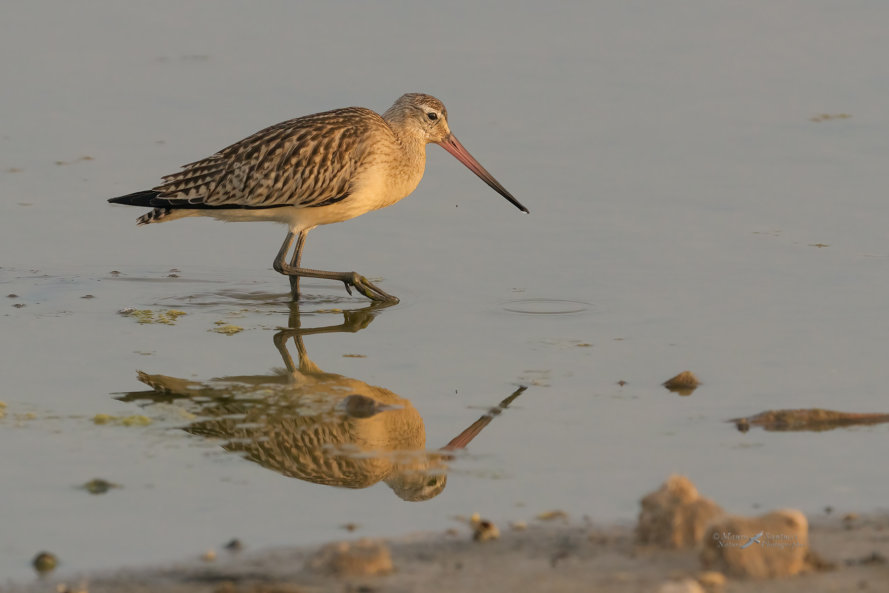 Pittima-minore_DSC00173