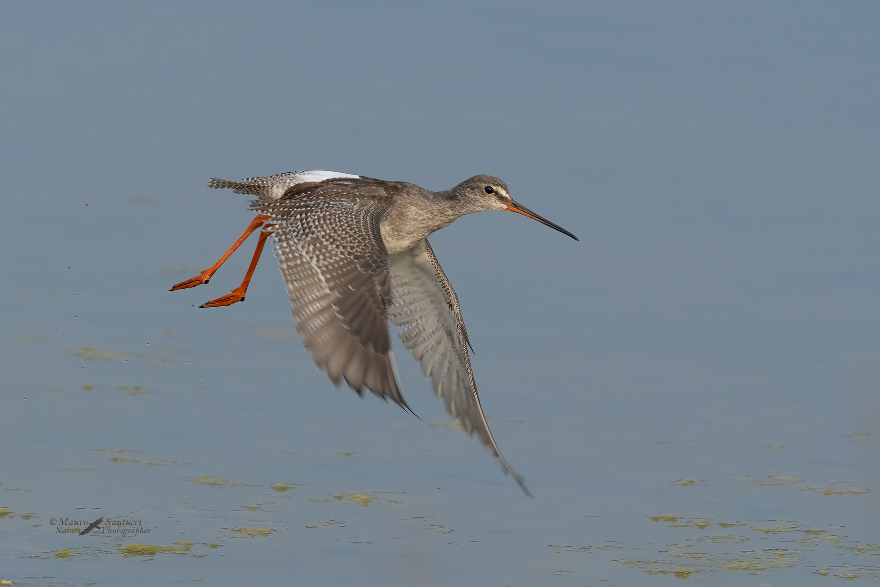 Totano-moro__DSC00460