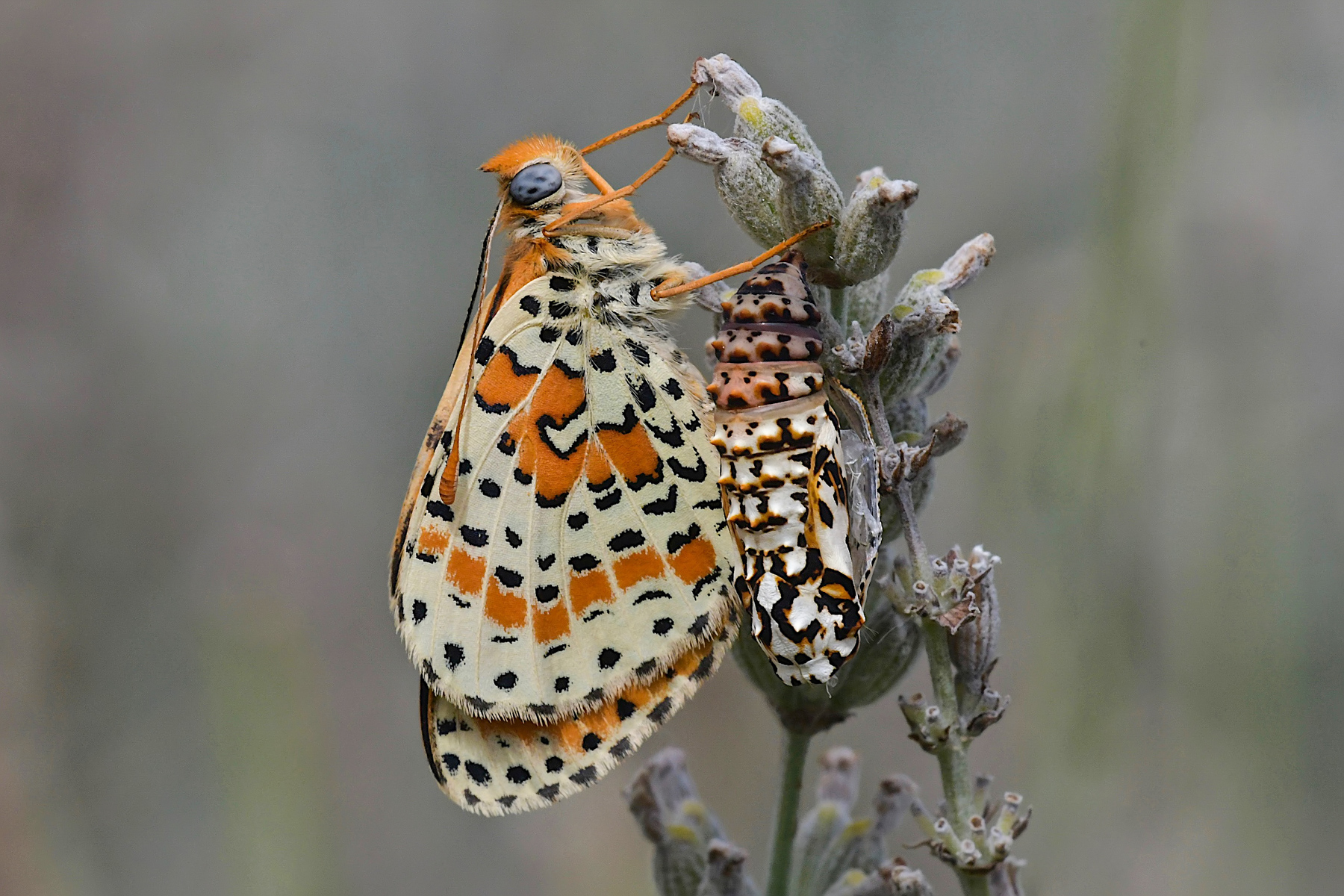 Melitaea appena sfarfallata