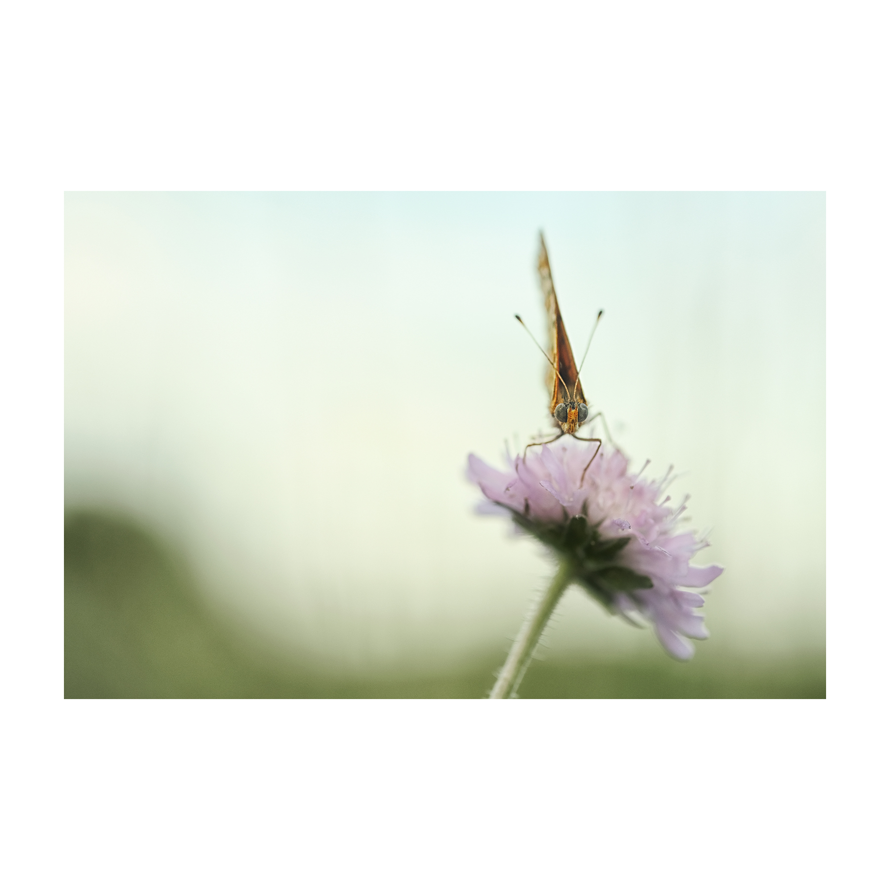 Il silenzio che si posa sul silenzio