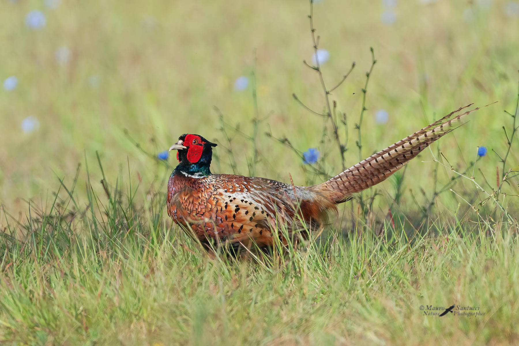 Fagiano-comune_DSC08912