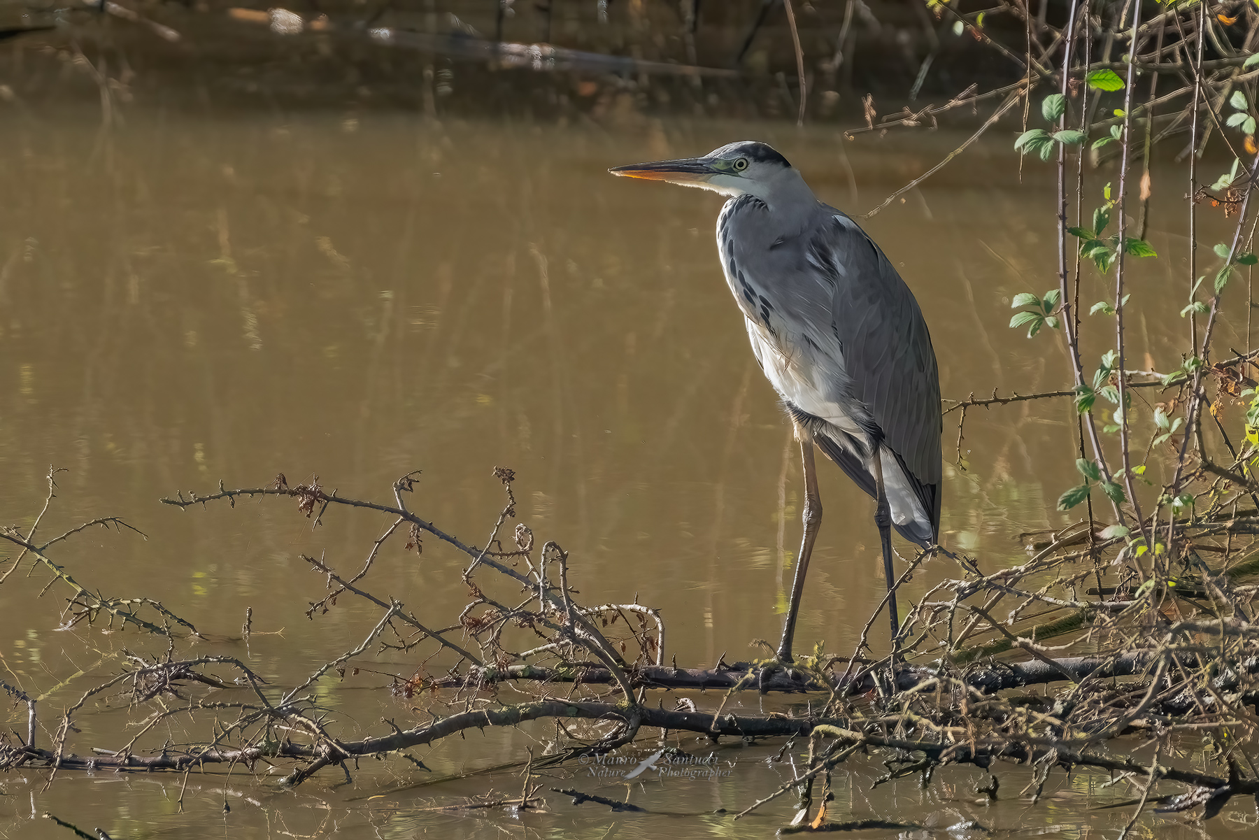 Airone-cenerino-in-posa_DSC09036