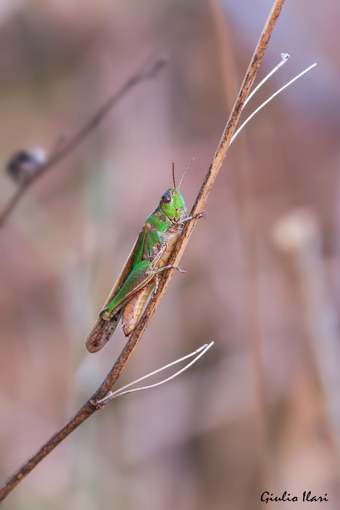 femmina Aiolopus sp.