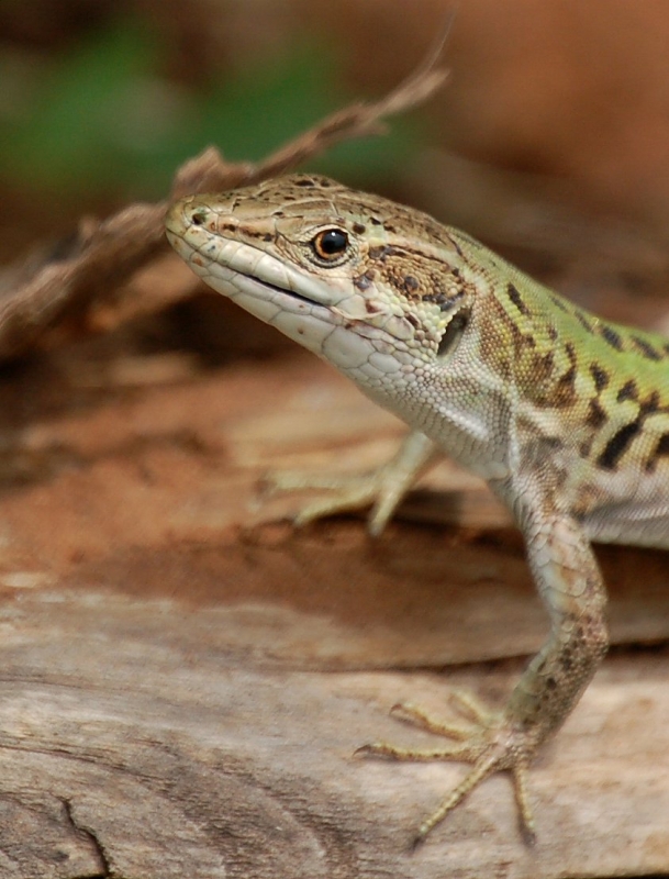 Dinosauri 3: prove di primavera