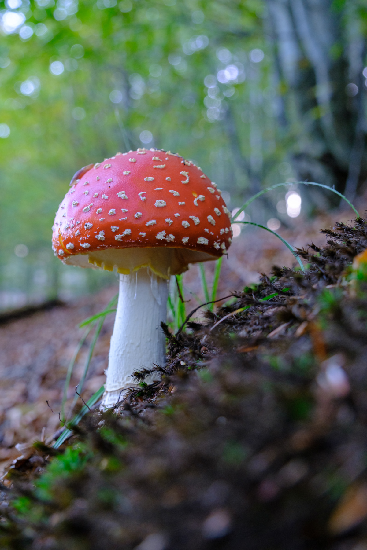 Amanita Muscaria