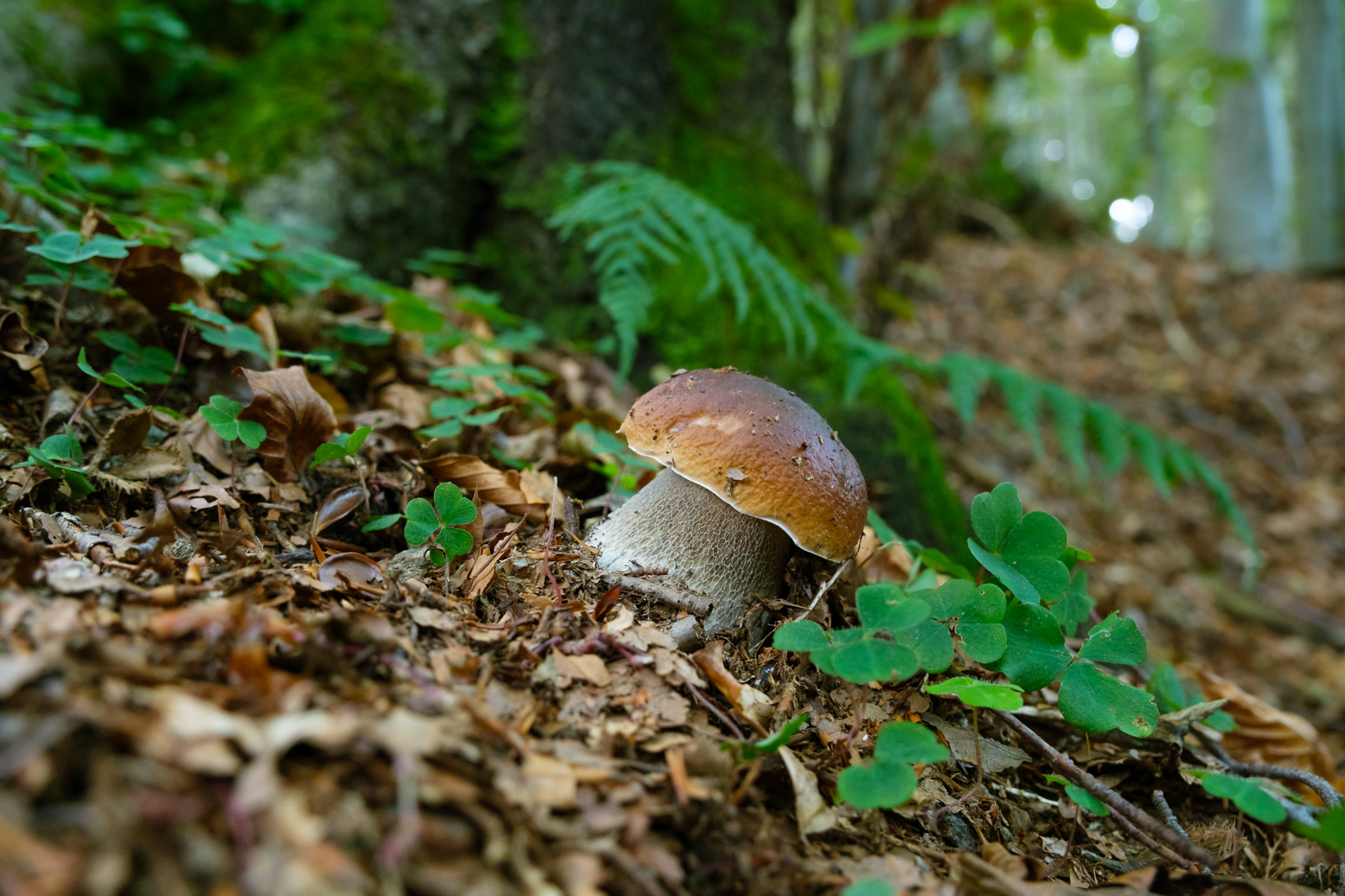 Boletus Edulis