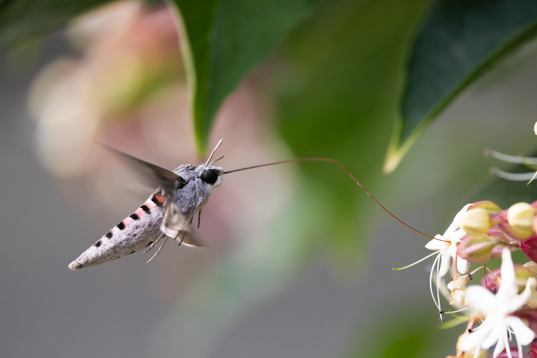 Sfinge del Convolvolo