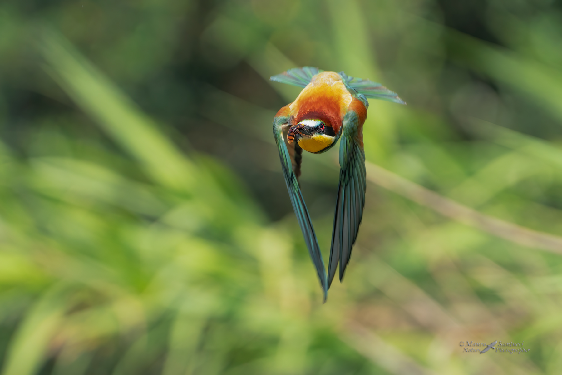 Gruccione-con-preda_DSC07380