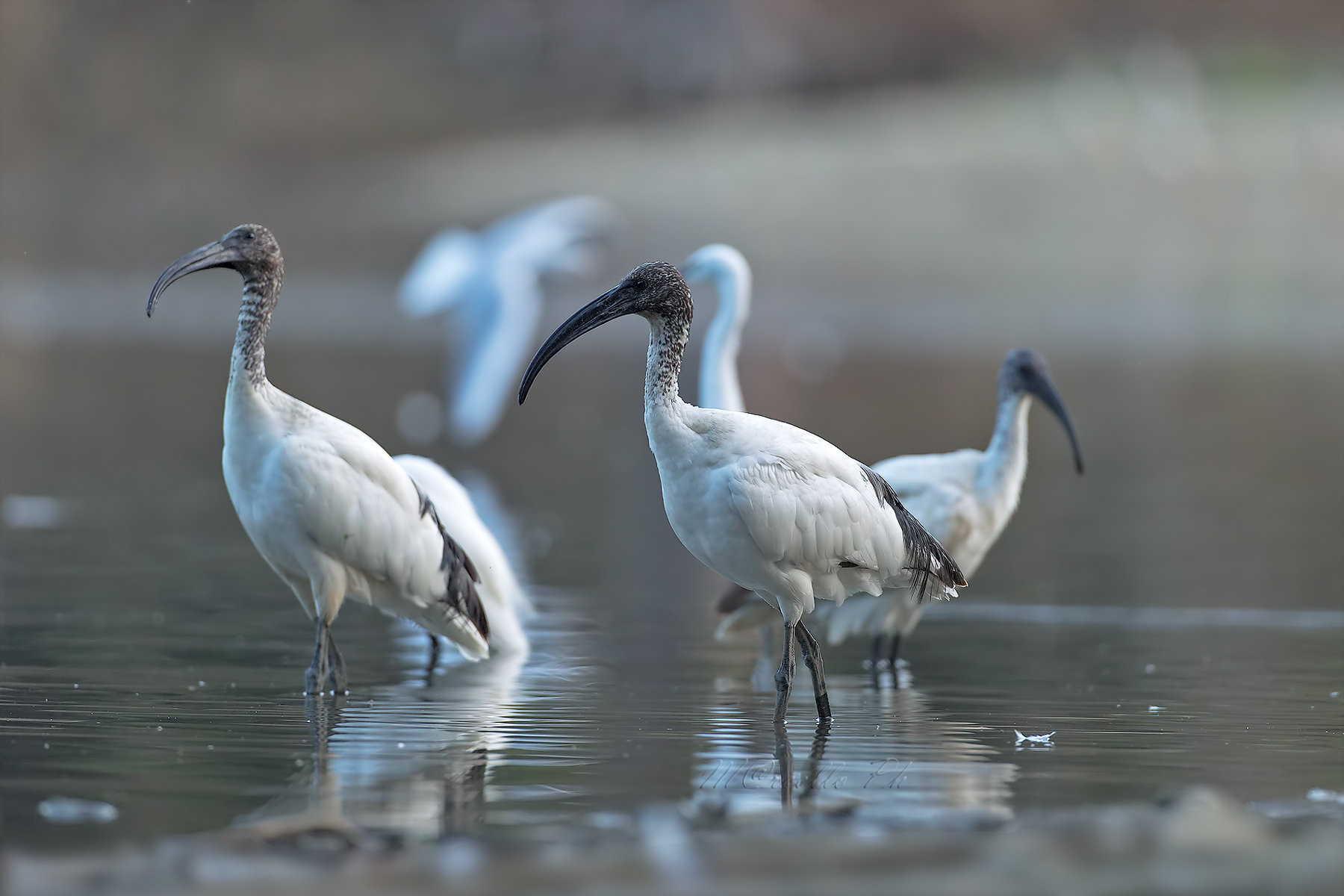 Ibis sacro tardo pomeriggio.