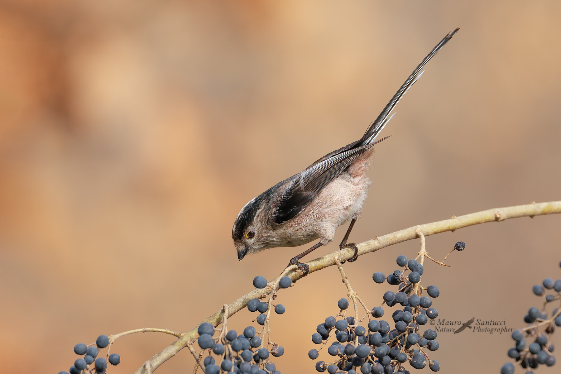 Codibugnolo_DSC03610