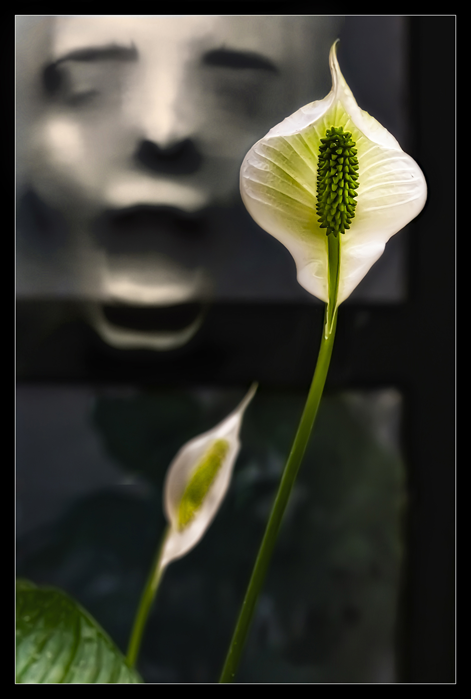 spathiphyllum scream