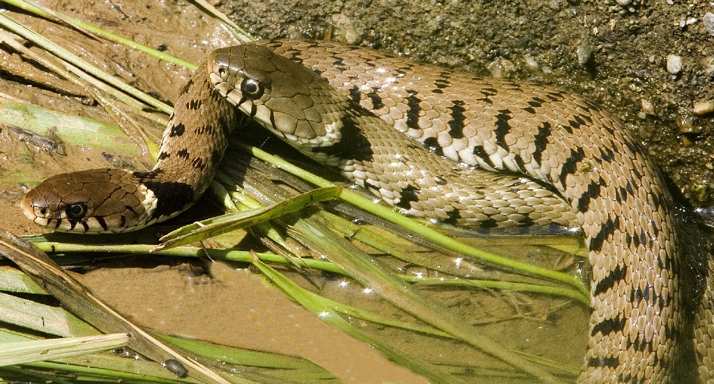 Accoppiamento acquatico-strisciante