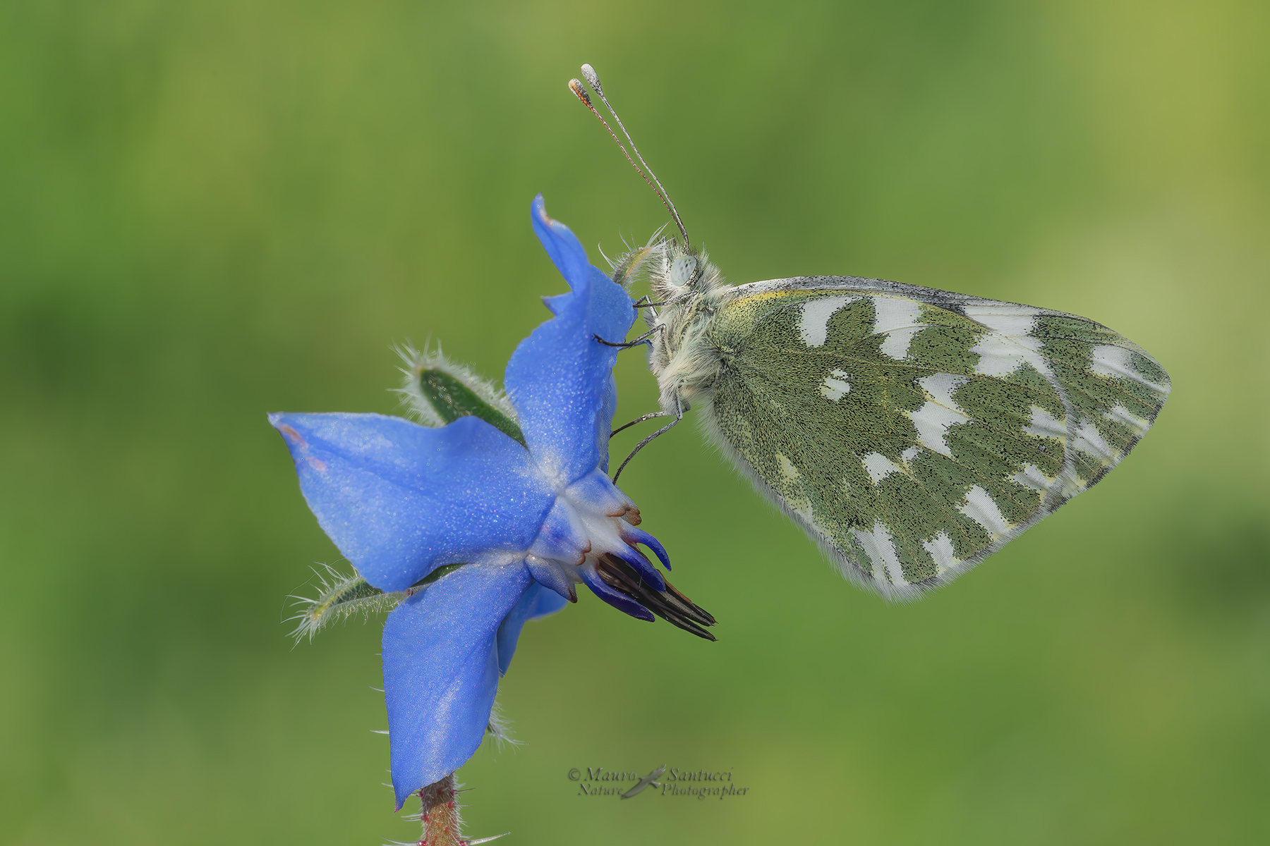 Pontia-edusa_DSC05661