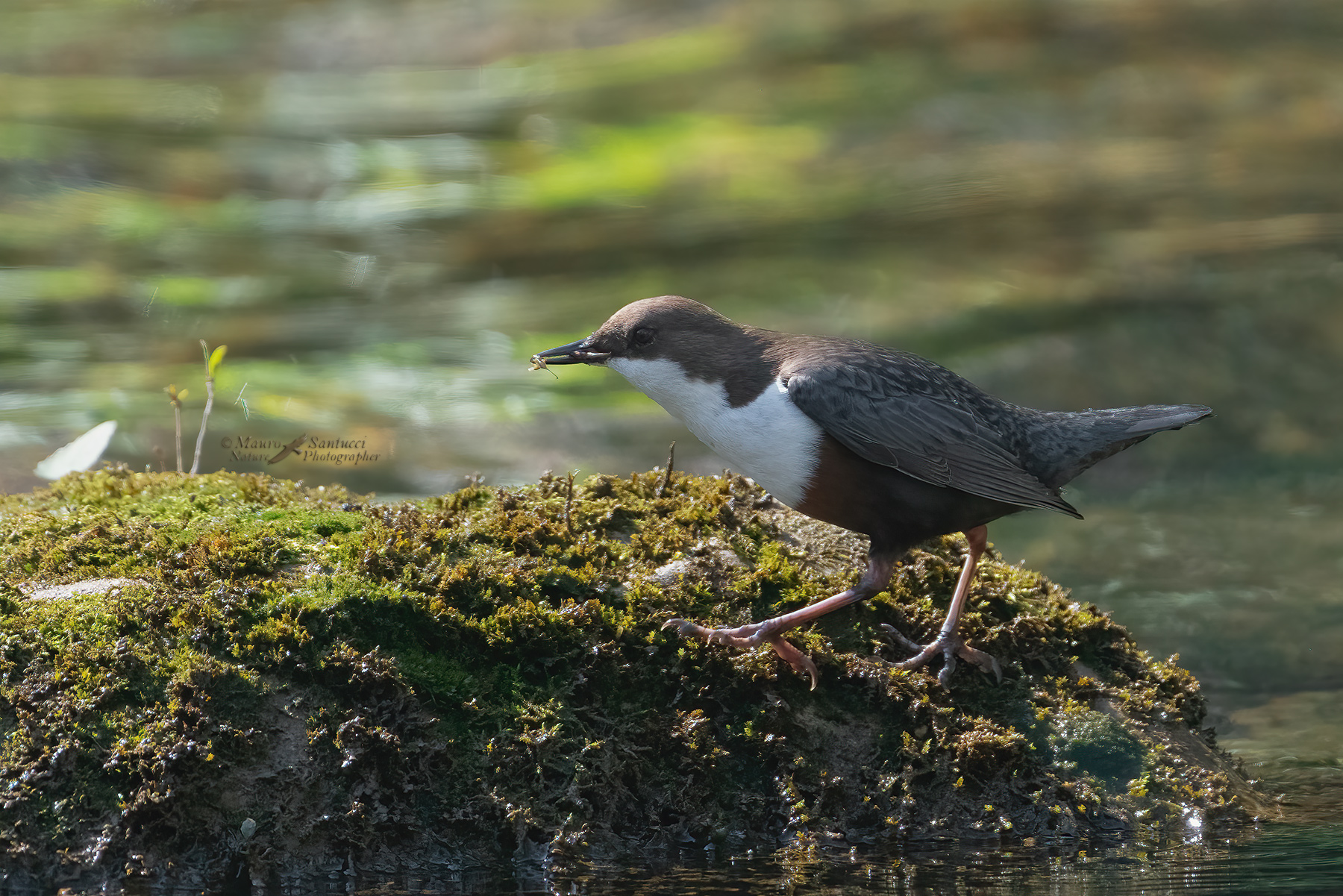 Merlo-acquaiolo_DSC04597