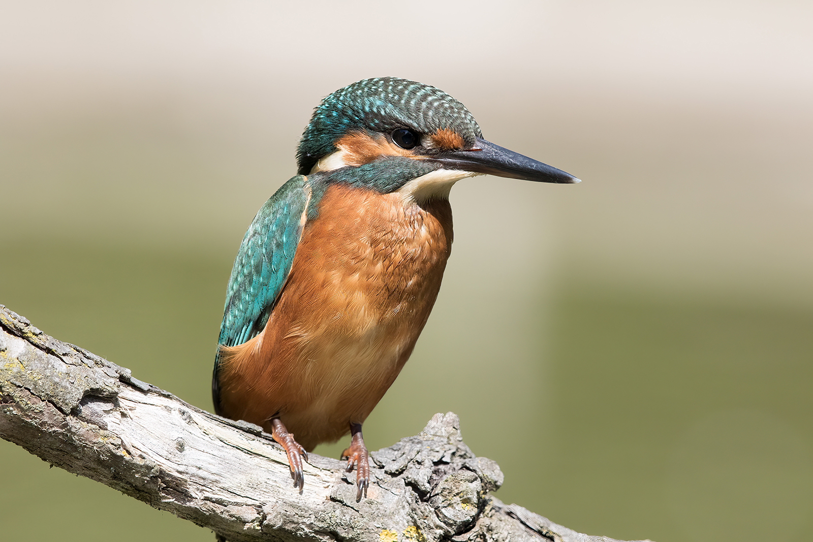 Martin Pescatore 2020