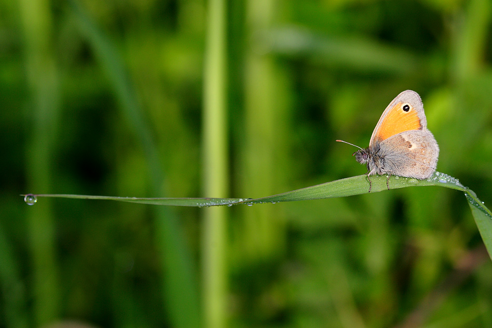 Coenonympha pamphilus