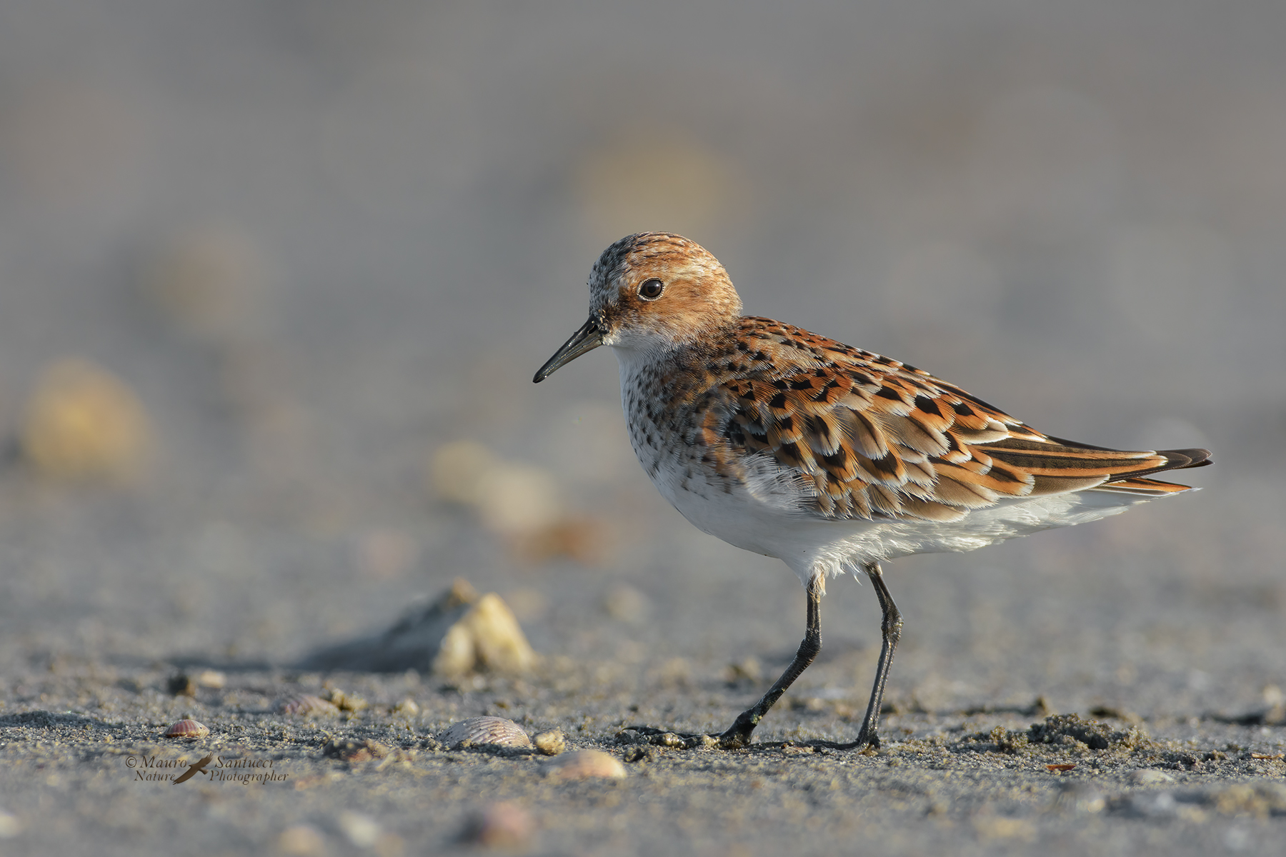 Gambecchio-comune_Calidris-minuta_DSC2829
