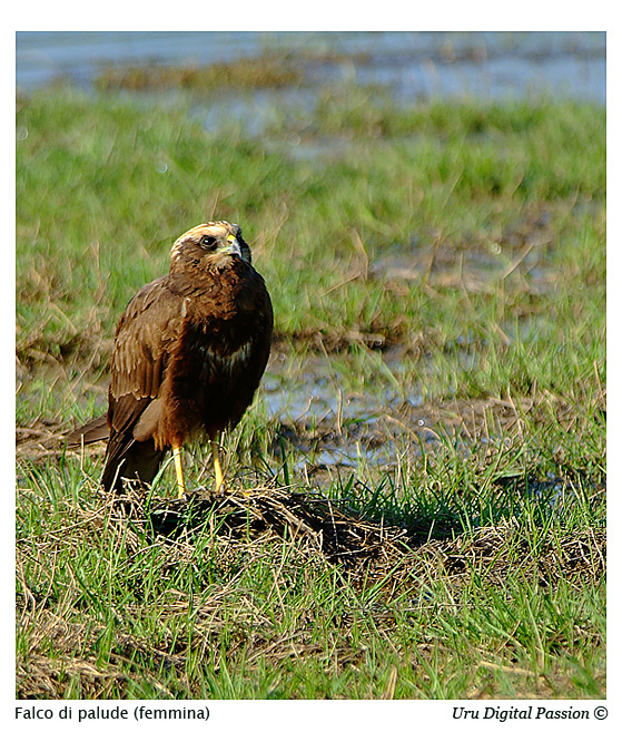 Falco di Palude (femmina)