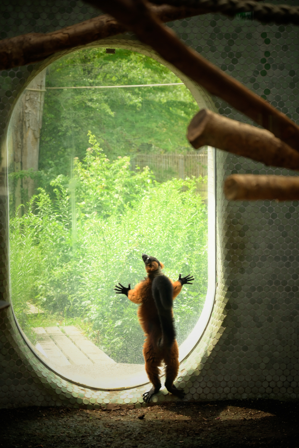 Gli zoo sono posti tristi