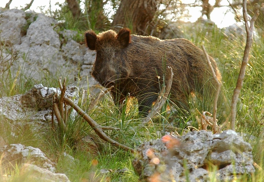 scappi tu o carico io?