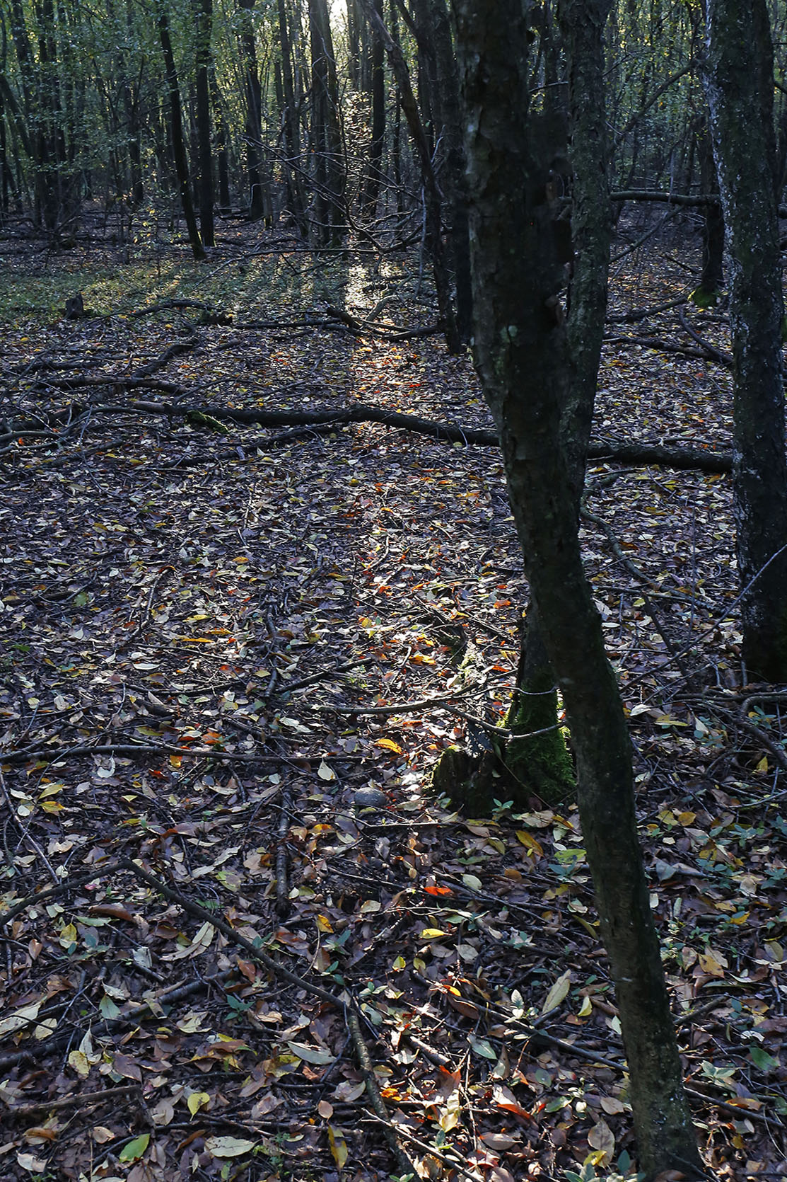 La luce del sottobosco