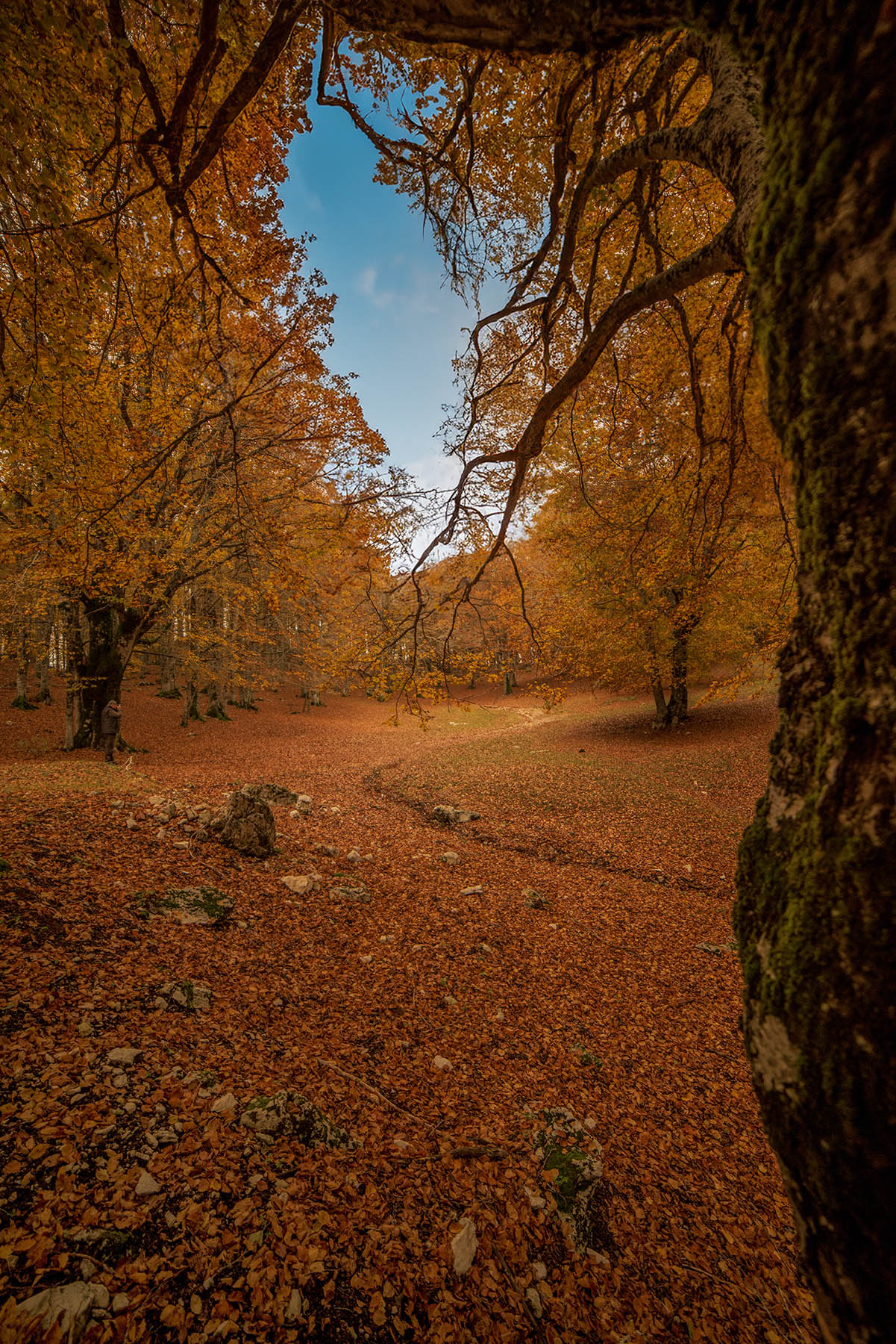 Foliage_Nov2023_Verticale