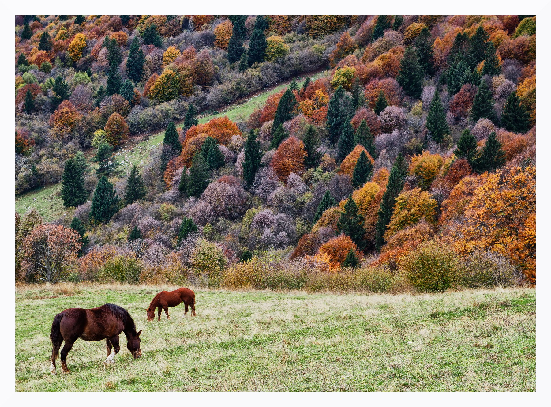 Al pascolo autunnale