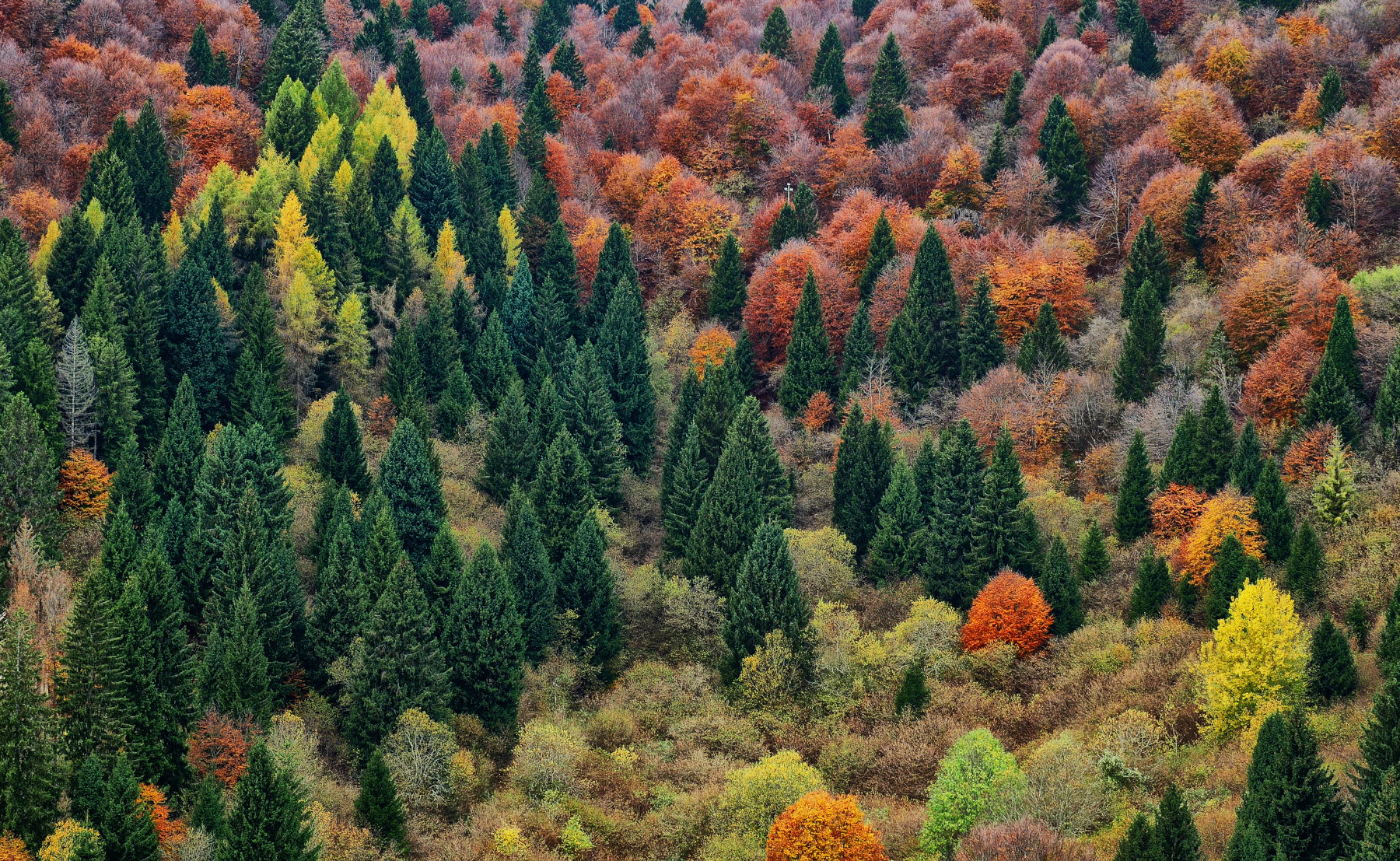 bosco misto autunnale