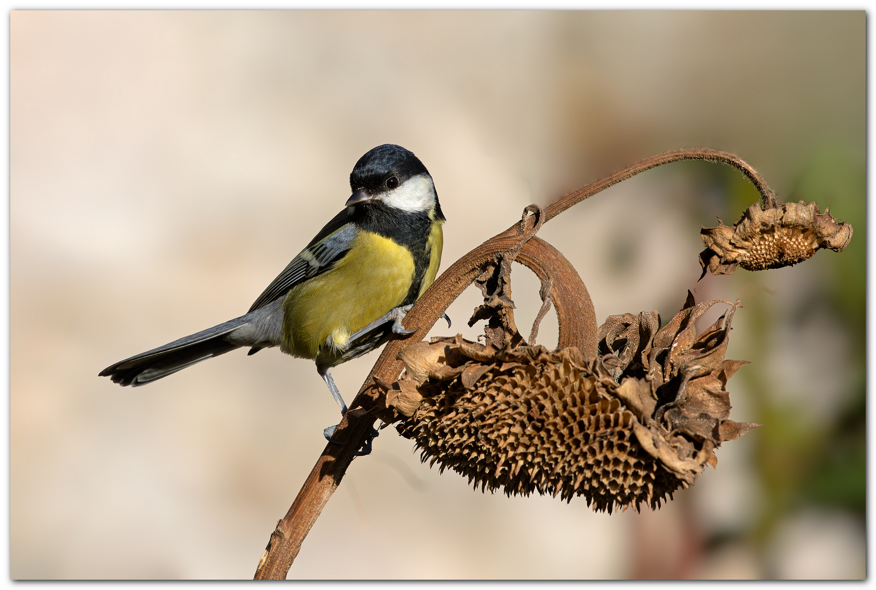 Fino all'ultimo seme.