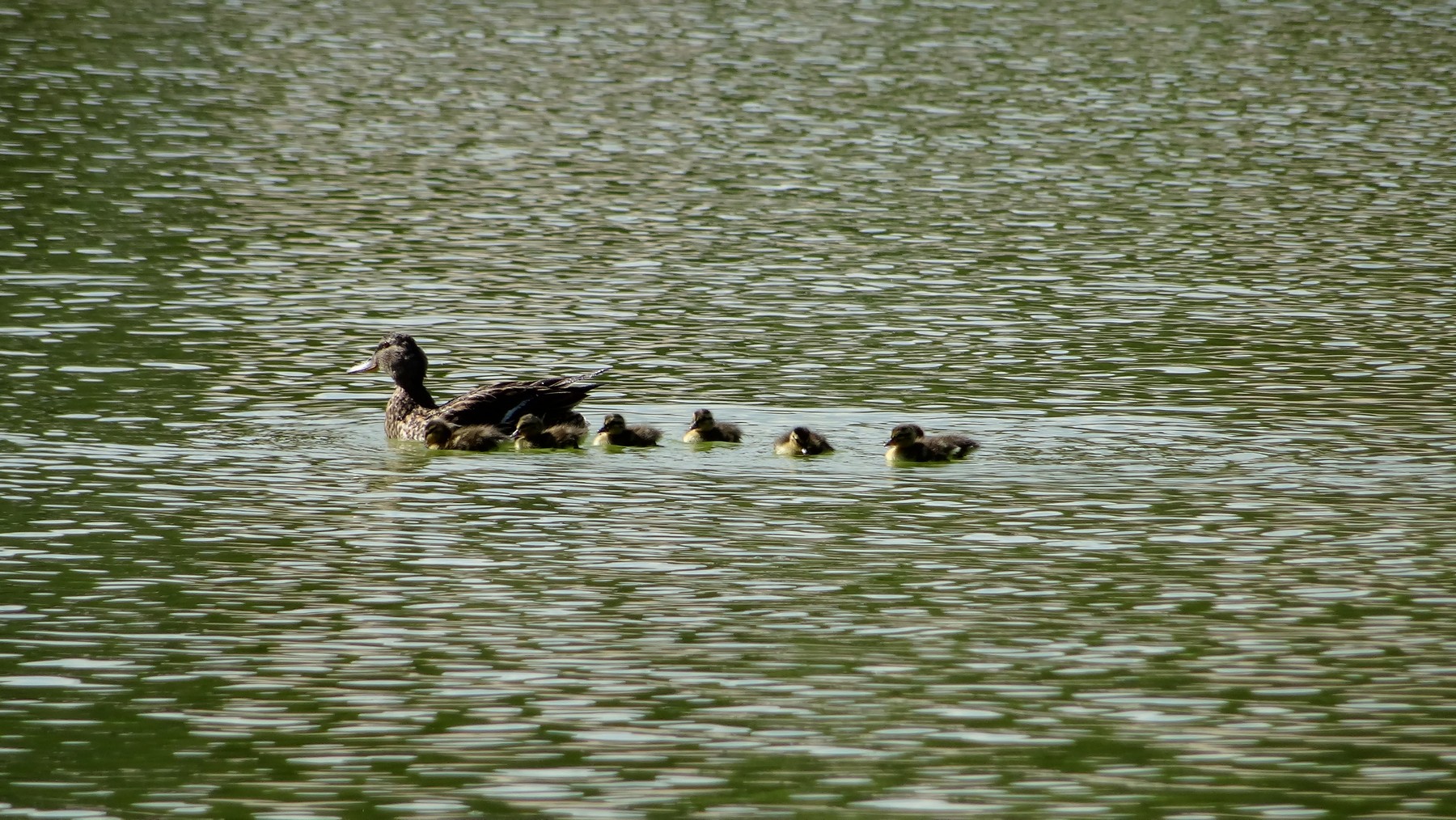 Parigi 2018, Jardin de Tuileries