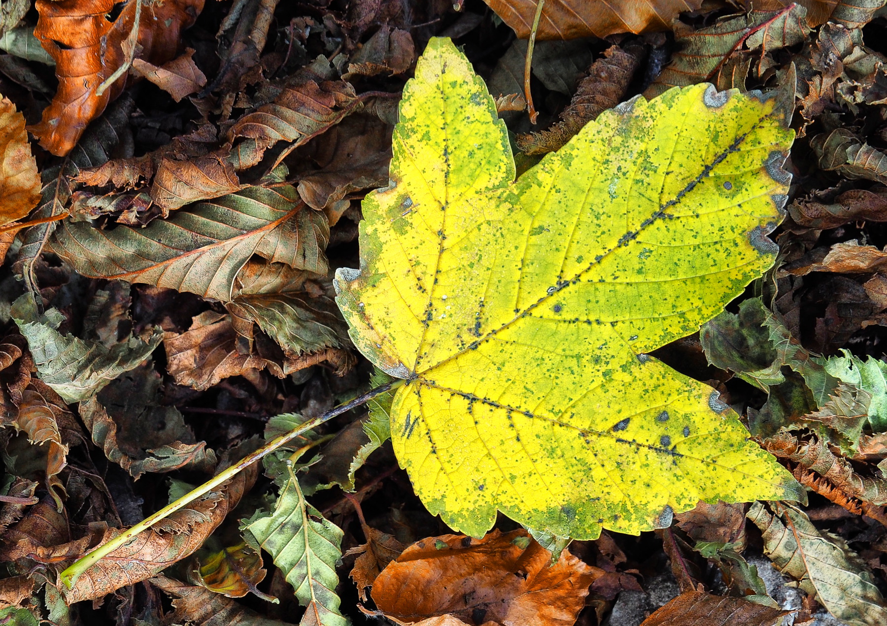 sottobosco novembrino