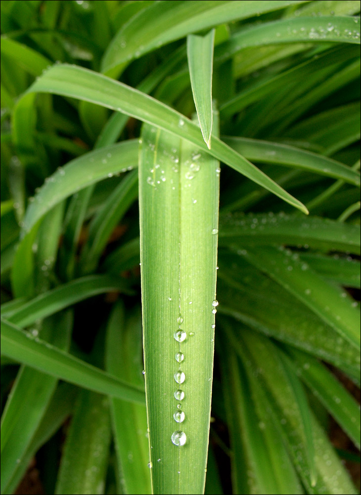 Foglia con gocce (6 o 7) di rugiada allineate.