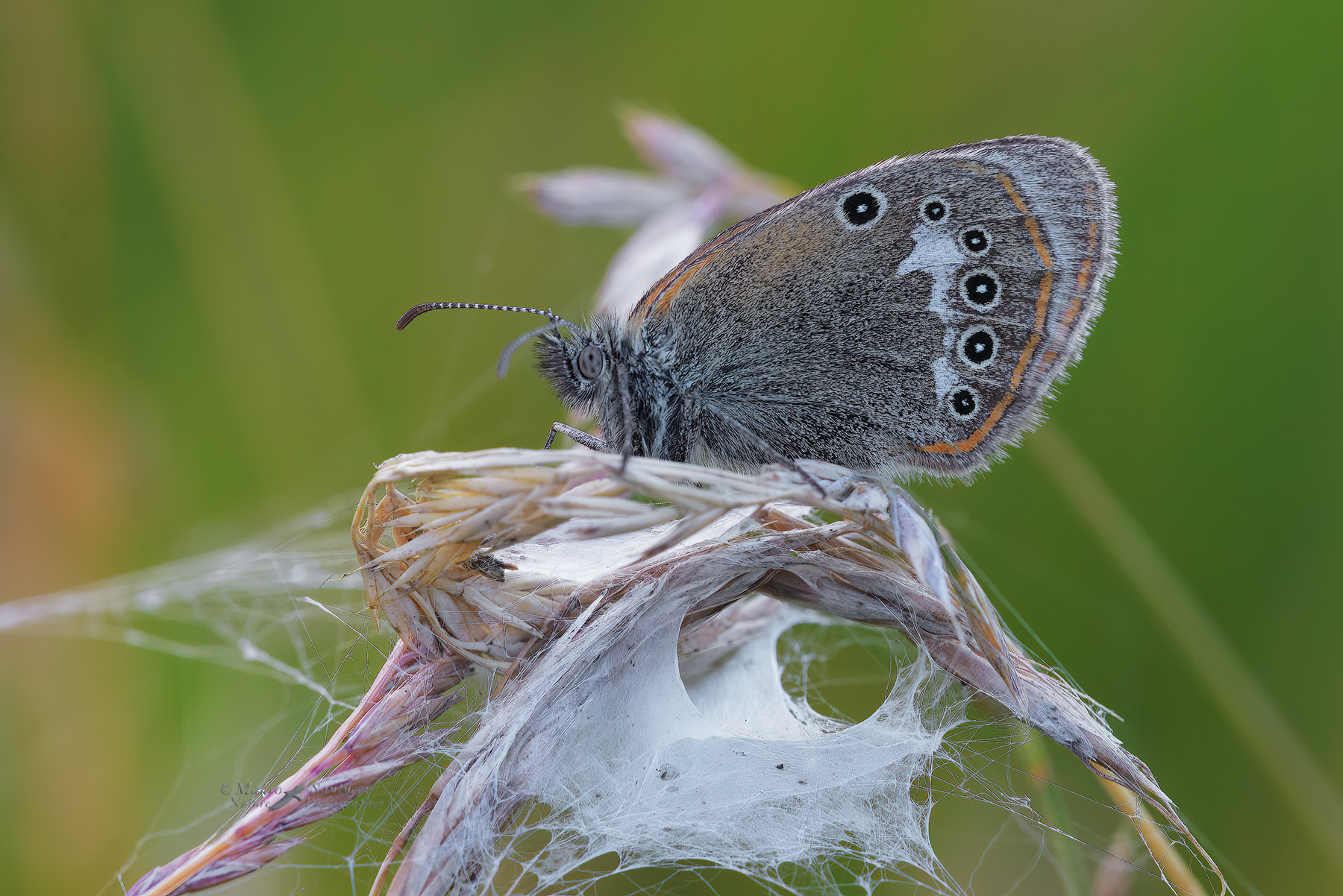 Coenonympha-glycerion-su-posatoio-pericoloso_DSC1001