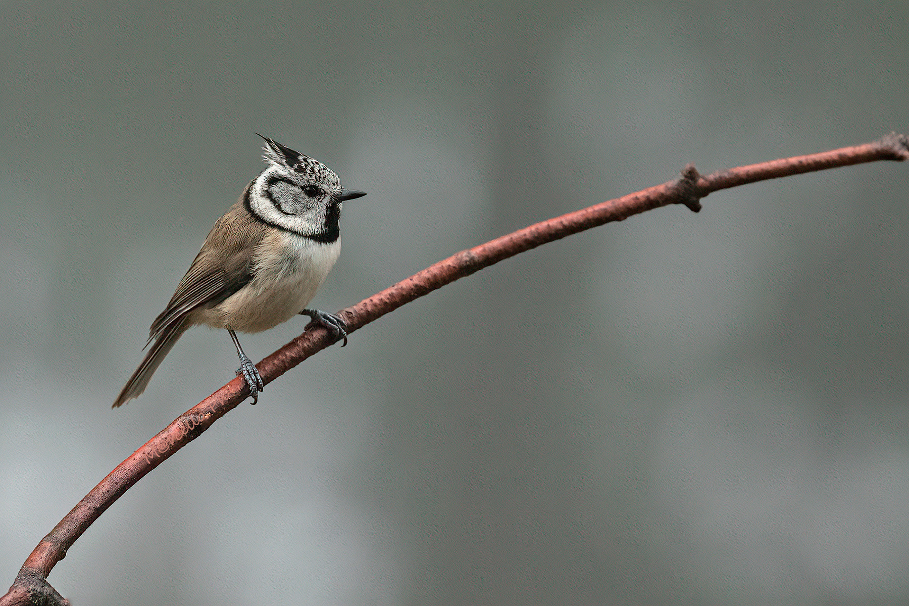 Cincia dal ciuffo tra la nebbia.