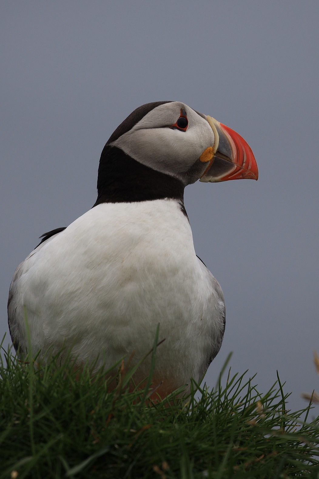 Pulcinella di mare islandese