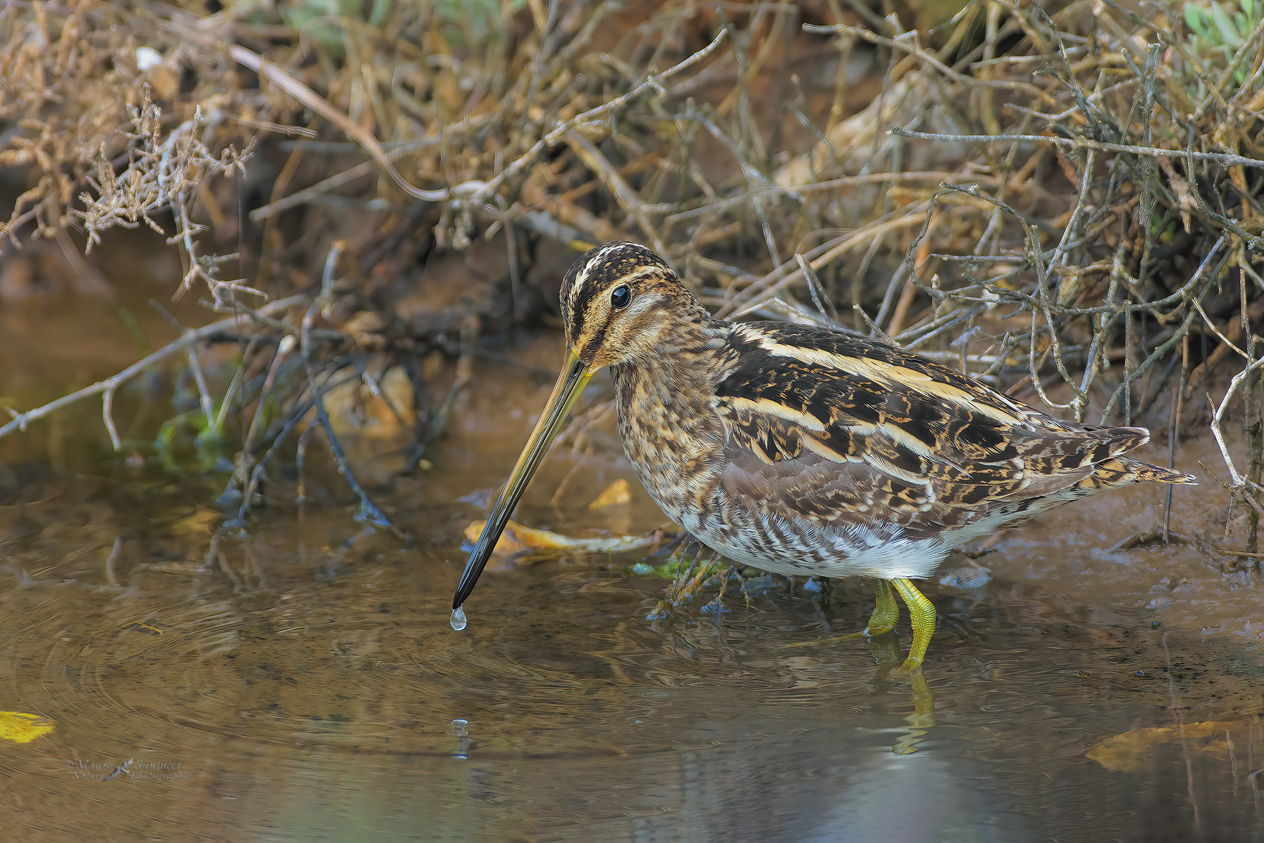 Beccaccino_Gallinago-gallinago_DSC3829