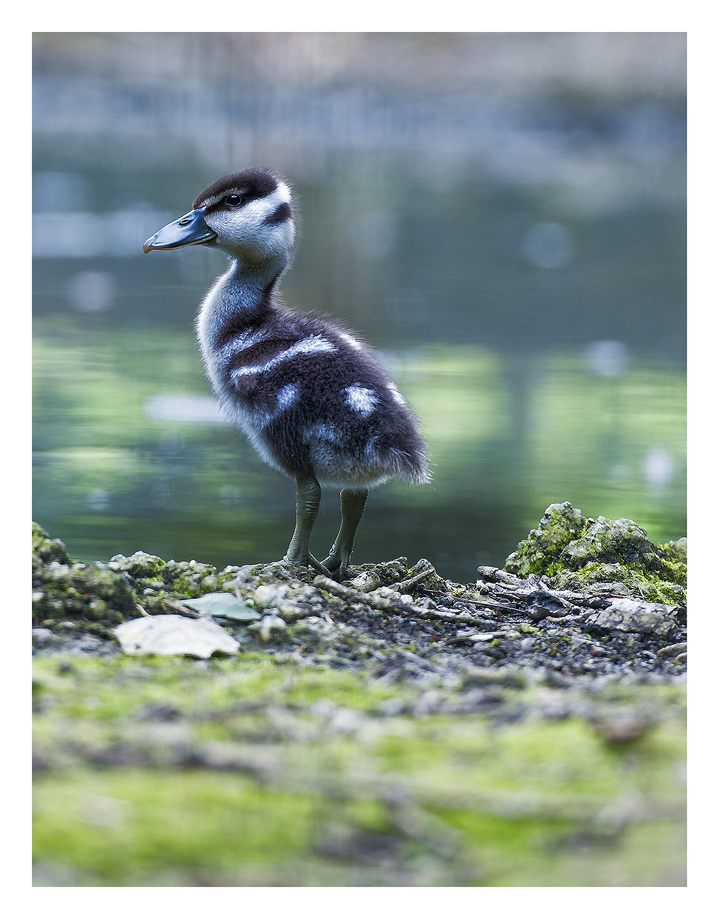 Da grande voglio fare il Cigno