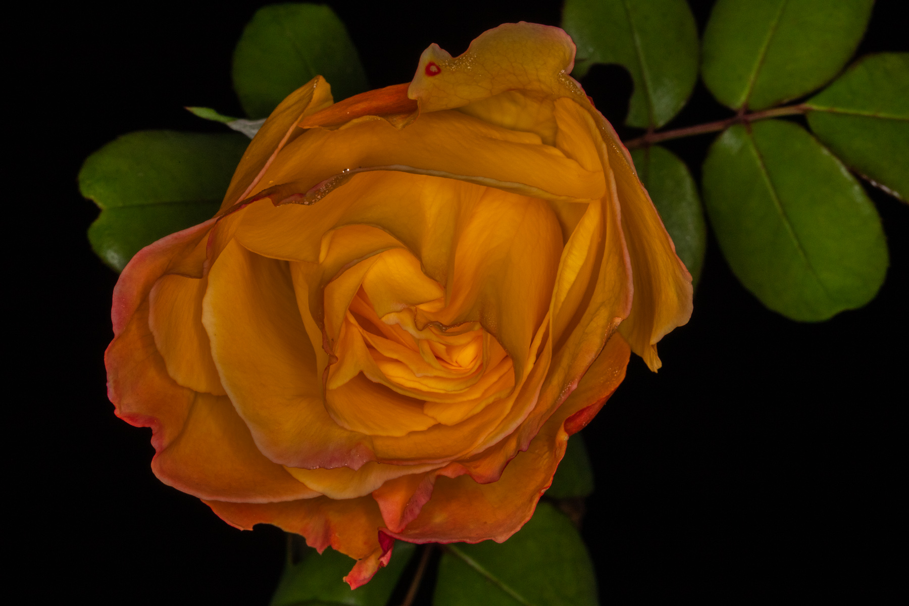 Oscurit� giallorossa