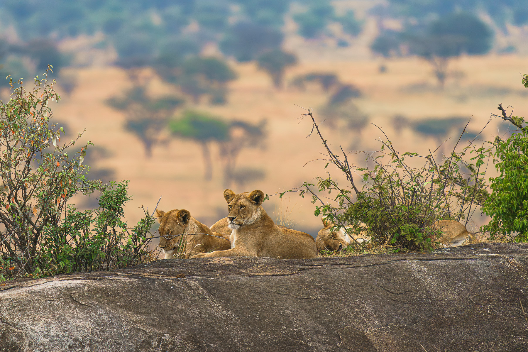 controlliamo il territorio
