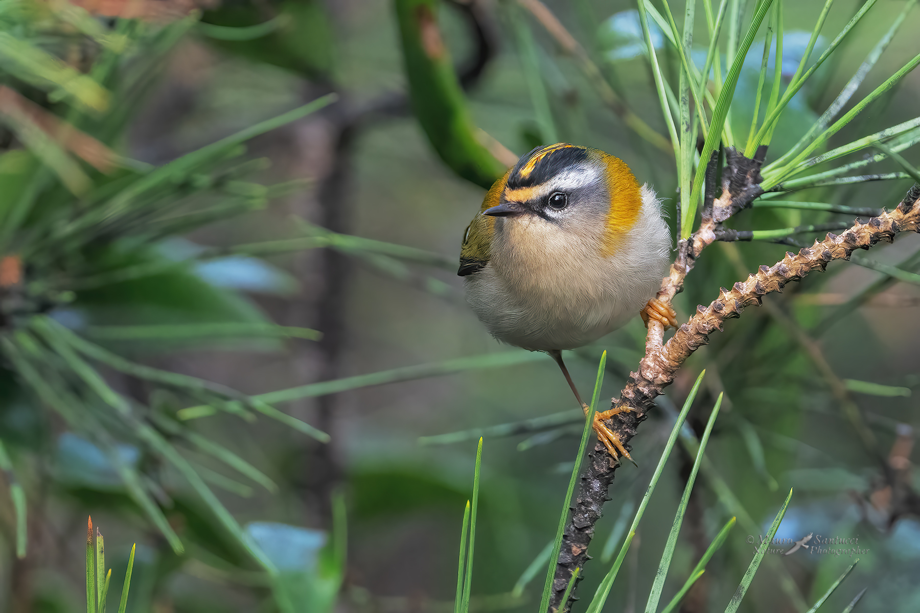 Fiorrancino_DSC03231