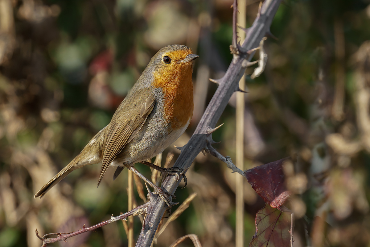 Pettirosso (Erithacus rubecula)
