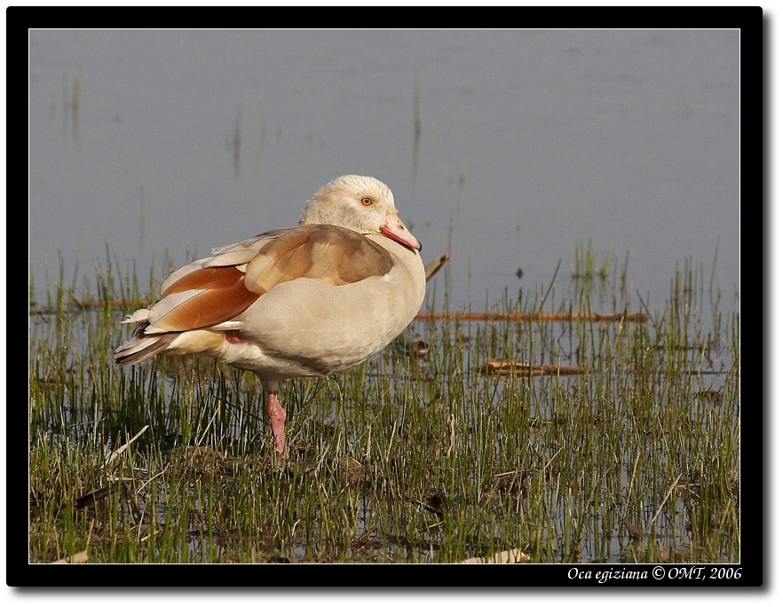 Giovane di oca egiziana