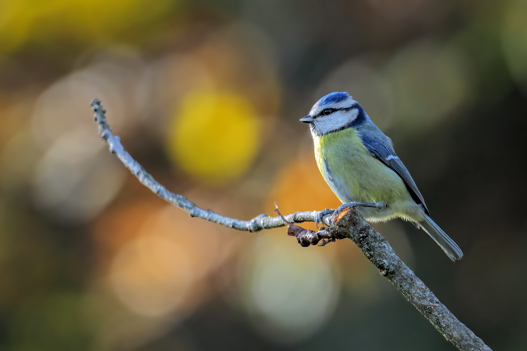 Cinciarella_DSC03704