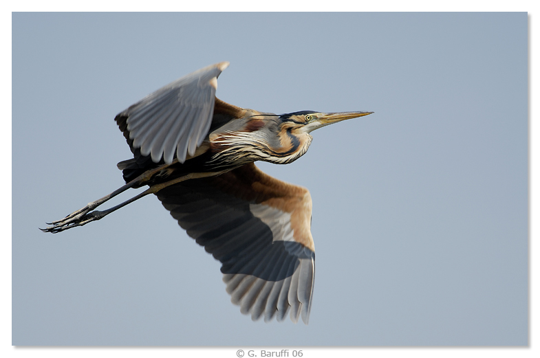 Ancora lui, il barone rosso...