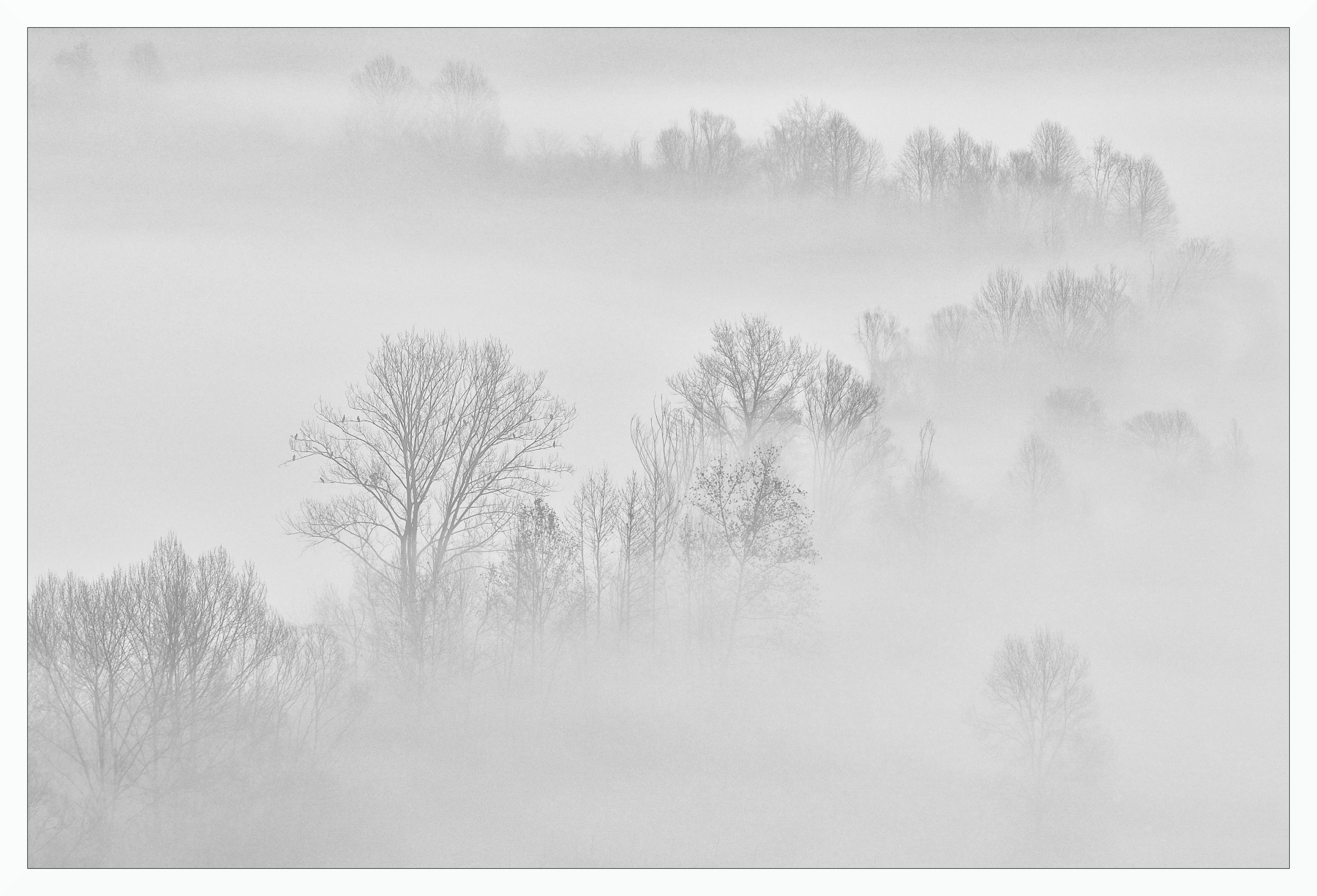 Alberi invernali nella nebbia