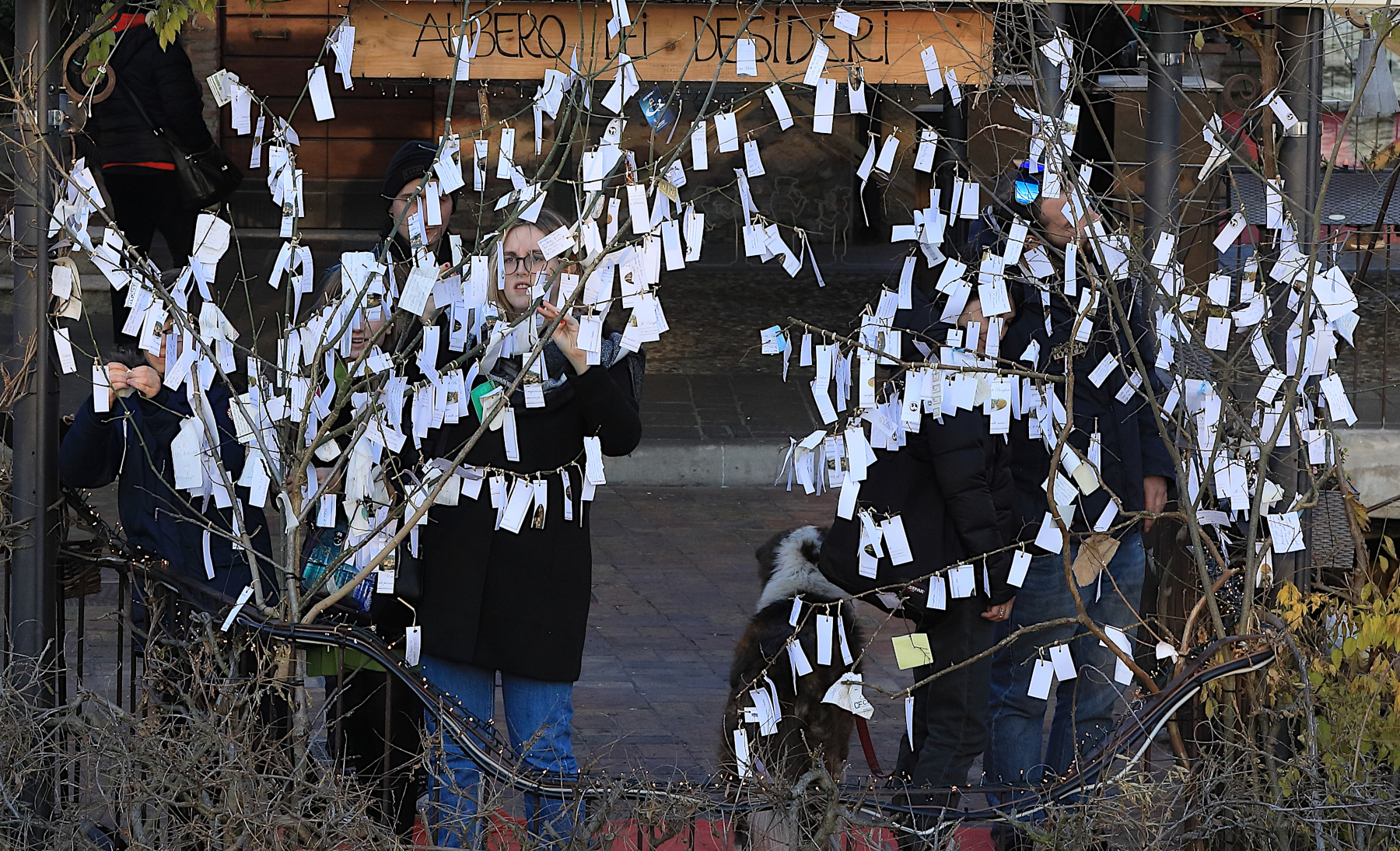 l'albero dei desideri