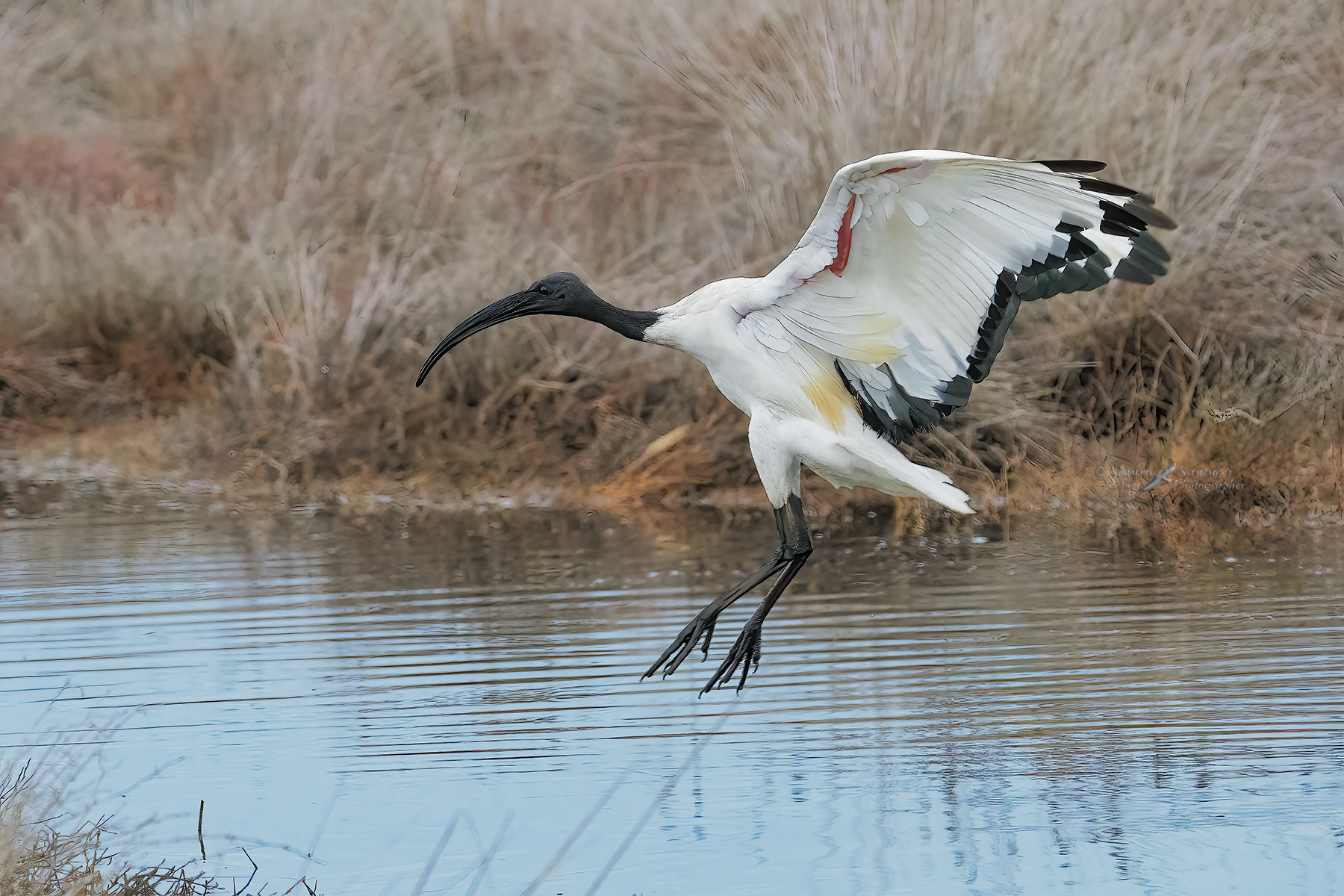 Ibis-sacro-in-arrivo_DSC06195