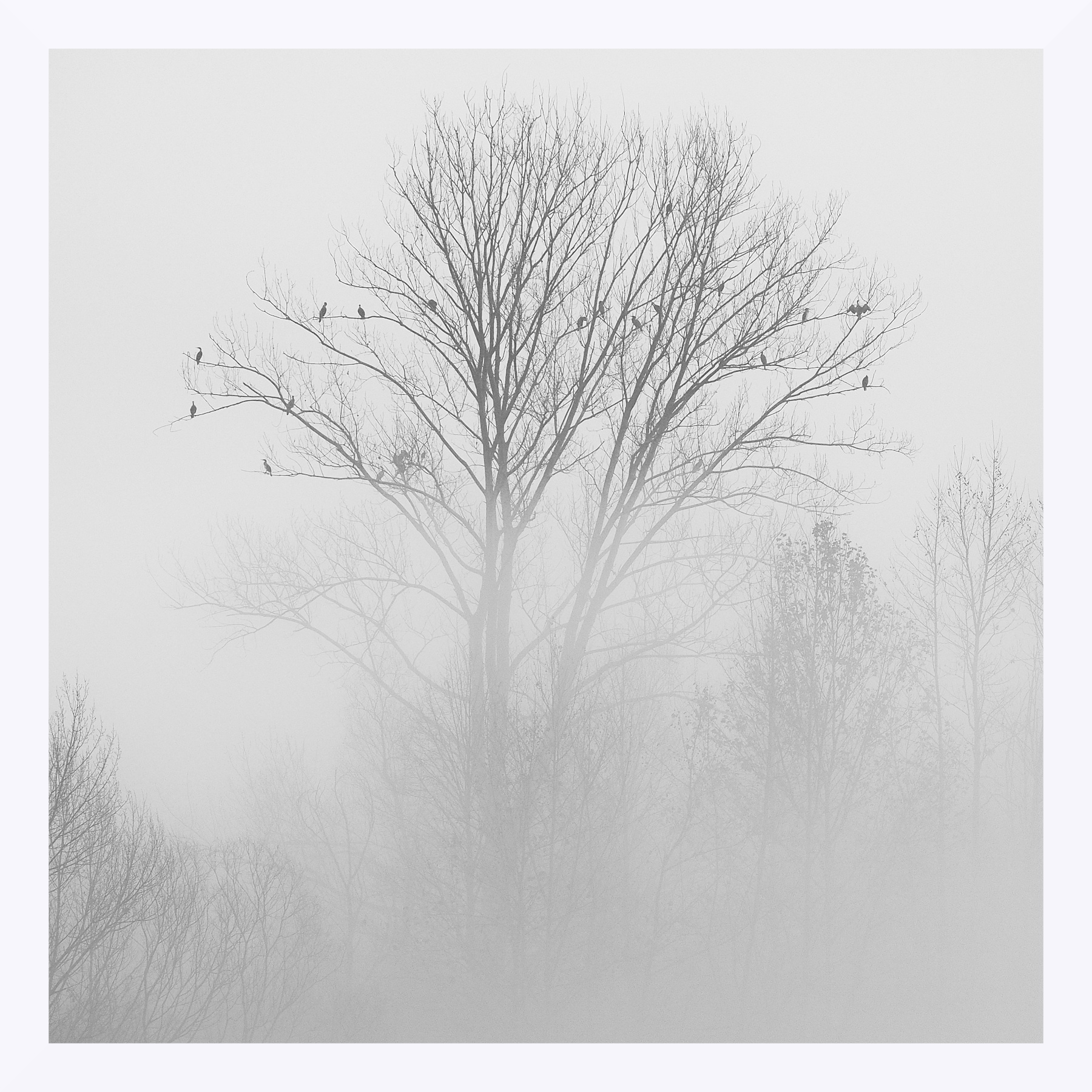 Rami nebbiosi con volatili in riposo