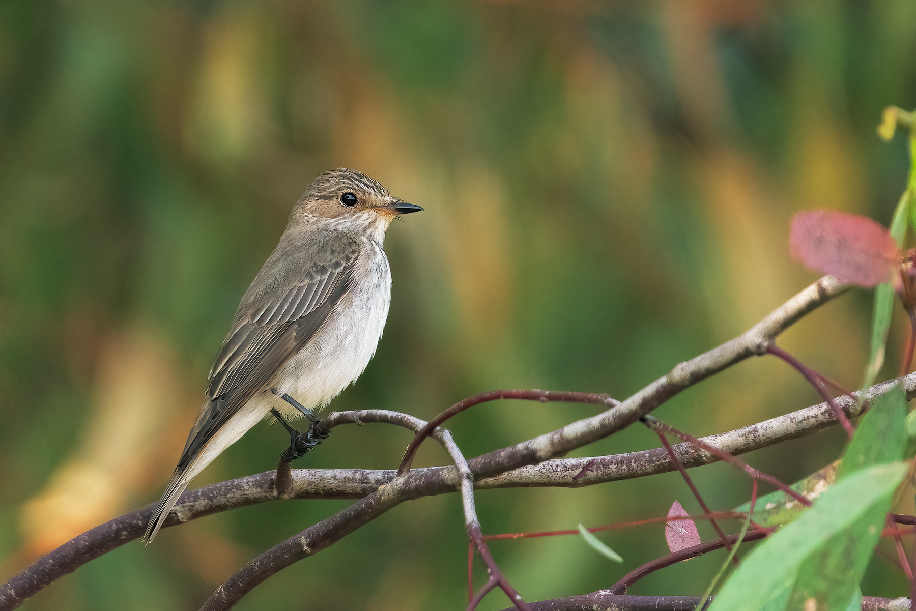 Pigliamosche_DSC06269